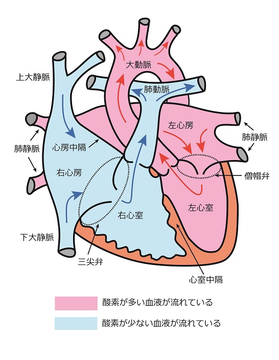 心臓シェーマ