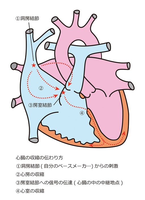 心臓シェーマ